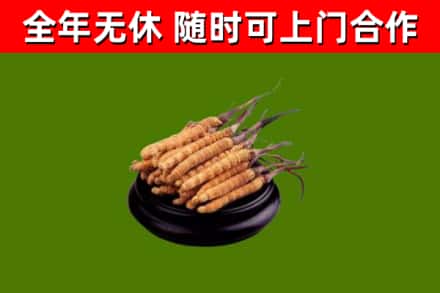 伊宁市回收散虫草
