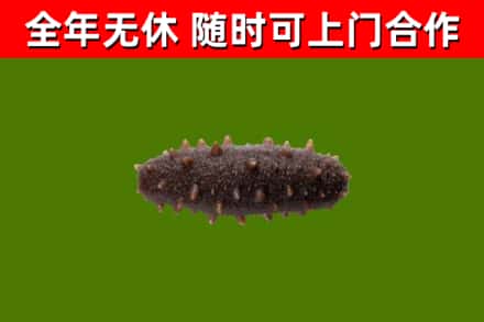 伊宁市回收海参干